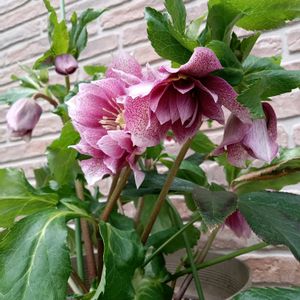 クリスマスローズ,クリスマスローズ,クリスマスローズ,クリスマスツリー♡,クリスマスツリー♡の画像