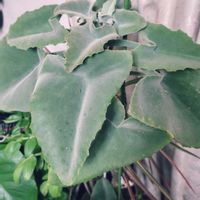 カランコエ,モンステラ,モンステラ,アデニウム,カランコエ ベハレンシス 仙女の舞の画像