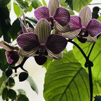 胡蝶蘭,コチョウラン ミディ,Xmasの画像