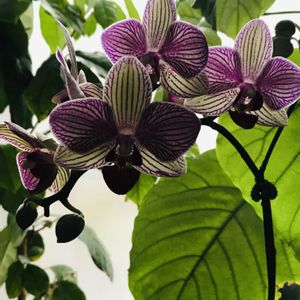 胡蝶蘭,コチョウラン ミディ,Xmasの画像