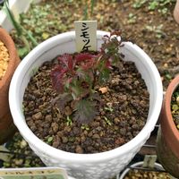 イワヒゲ,シモツケ ,ツバメオモト,可愛い,初挑戦の画像