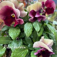 アジュガ,パンジー,パンジー,ユーフォルビア属,ユーホルビアの画像