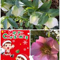 クリスマスローズ,サントリナ,大好きビオラ,GSのみなさんに感謝♡,今日のお花の画像
