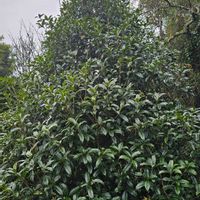 キンモクセイの画像