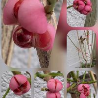 キク,サザンカ,マユミ,紫式部,サザンクロスの画像