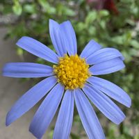 ブルーデージー,雷神閣,雪晃,廊下,青い花マニアの画像