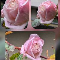 サザンカ,バラ,バラ,パーティードレス,ユーカリグニーの画像