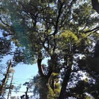 クスノキ,御神木,GSに感謝。,植物観察,植物散策の画像