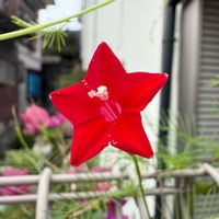 ルコウソウの画像