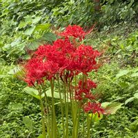 ヒガンバナの画像