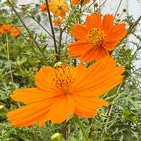 キバナコスモスの画像