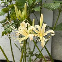 ヒガンバナの画像