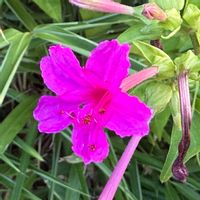 オシロイバナの画像