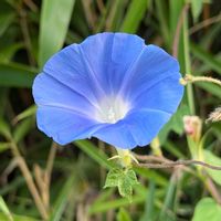 アサガオの画像