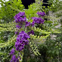 デュランタの画像