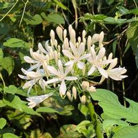 スイカズラの画像