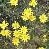 ウインターコスモス,ウインターコスモス,マリーゴールド,マリーゴールド,ルビーネックレスの画像