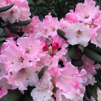 シャクナゲの画像