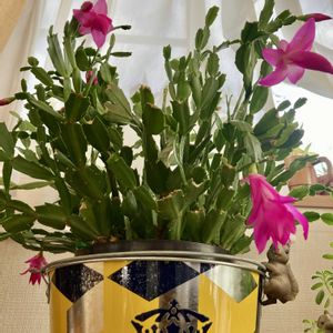 シャコバサボテン,デンマークカクタス,デンマークカクタス(シャコバサボテン),シャコバサボテンの花の画像