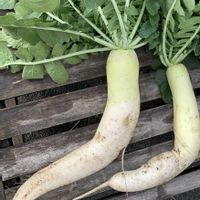 大根,野菜,ダイコン,葉大根,だいこんの画像