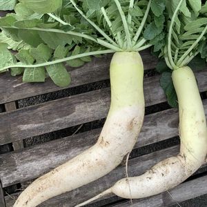 大根,野菜,ダイコン,葉大根,だいこんの画像