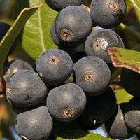 シャリンバイ,樹木の画像