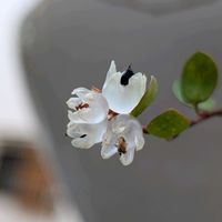 ロベリア,ワイヤープランツ,ビオラ,ひまつり,ヒマツリの画像