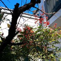 アケビ,ナンテン,ナンテン,ナンテン,ユスラウメの画像