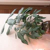 パキラ,パキラ・アクアティカ,観葉植物,インテリアグリーン,珍奇植物の画像