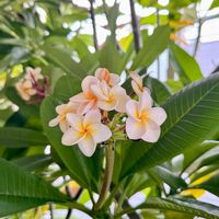 パッションフルーツ,プルメリア,花のある暮らし,熱帯植物,元気に育ててますよの画像