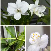 セントポーリア,ブライダルベール,胡蝶蘭,マザーリーフ,デンドロビウム　ビギバム　メリーファンタジーの画像