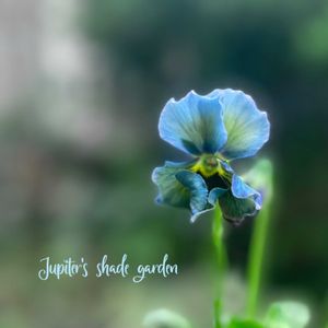 パンジー・ビオラ,神戸べっぴんさんビオラ,幻夢,神戸べっぴんさんビオラ 幻夢,神戸べっぴんさんビオラ ブルージャスミンの画像