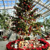 テイカカズラ,セイヨウヒイラギ,クリスマスホーリー,オオニシキソウ,ツタ(蔦)の画像