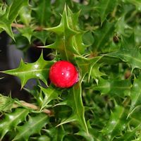 コキア,姫ヒイラギ,もみじ紅葉の画像