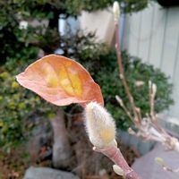 ガザニア,ガザニア,ネコヤナギ,猫柳,猫柳（ねこやなぎ）の画像