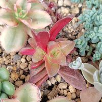 火祭り,赤鬼城,ツクバネ,名無し,カクレイの画像