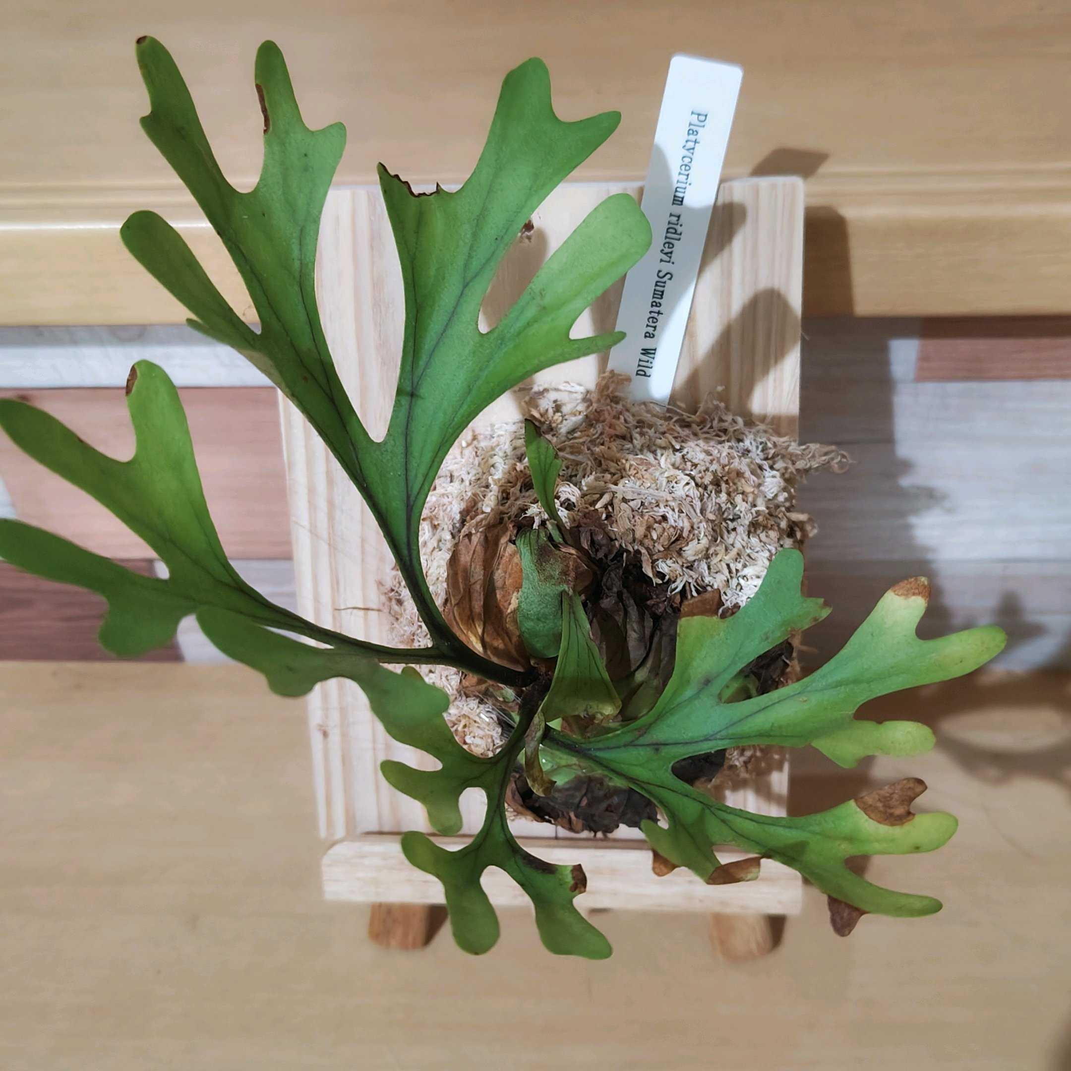 のり 2点 ビカクシダ ビカクシダの成長点の向きを教えて下さい。 ビカクシダの森