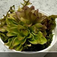 ムシトリスミレ,ピンギキュラ,食虫植物,庭の画像