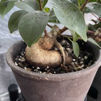 パキラ,ガジュマル,カポック,ミリオンバンブー,見切り品の画像