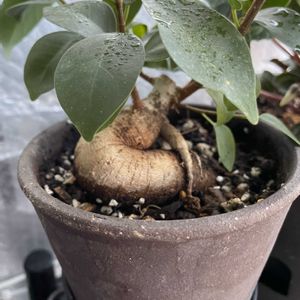 パキラ,ガジュマル,カポック,ミリオンバンブー,見切り品の画像