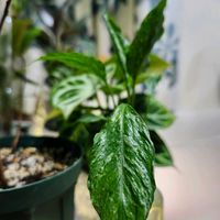 スパティフィラム,サトイモ科,スパティフィラム・ドミノ,観葉植物,アロイドの画像