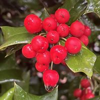 西洋ヒイラギ,西洋ヒイラギ,ゴールドクレスト,ヒイラギの赤い実,西洋柊(クリスマスホーリー)の画像