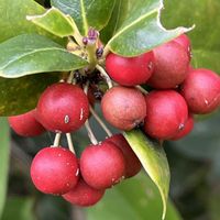 ガマズミ,クリスマスホーリー,セイヨウカマツカ,ミヤマシキミ,ルビーサンザシの画像