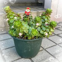  レディジア, レディジア,そっくりでしょ？,かわいい,紅葉する多肉の画像