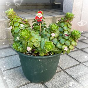  レディジア, レディジア,そっくりでしょ？,かわいい,紅葉する多肉の画像
