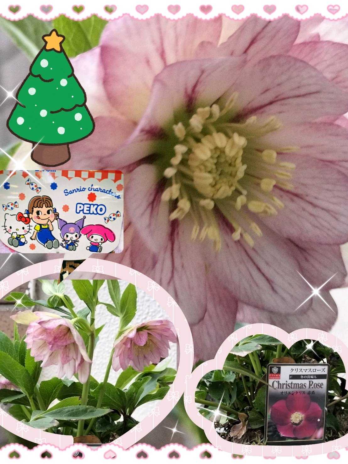 クリスマスの投稿画像 by ヒロンさん｜多肉植物 寄せ植えとクリスマス