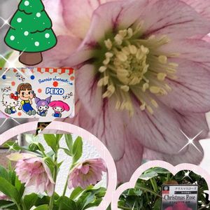 多肉植物の寄植え,多肉植物 寄せ植え,クリスマスローズ ニゲル,クリスマスロ－ズ,多肉植物いろいろの画像