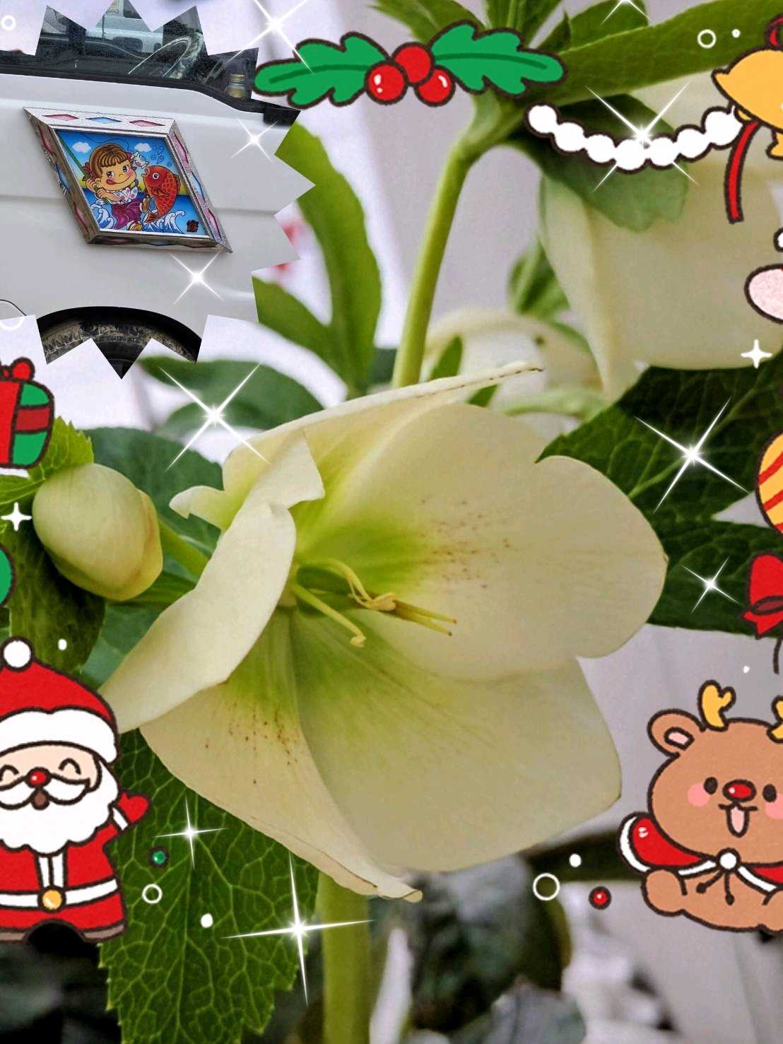 クリスマスの投稿画像 by ヒロンさん｜多肉植物 寄せ植えとクリスマス