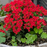 アゲラタム,チランジア,カランコエ,バラ,コウバイの画像