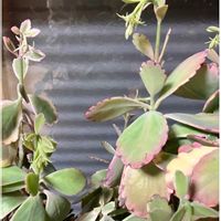 カランコエ,皇帝ダリア,皇帝ダリア,ハボタン,ハボタンの画像